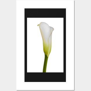 Flowering Arum Lily Posters and Art